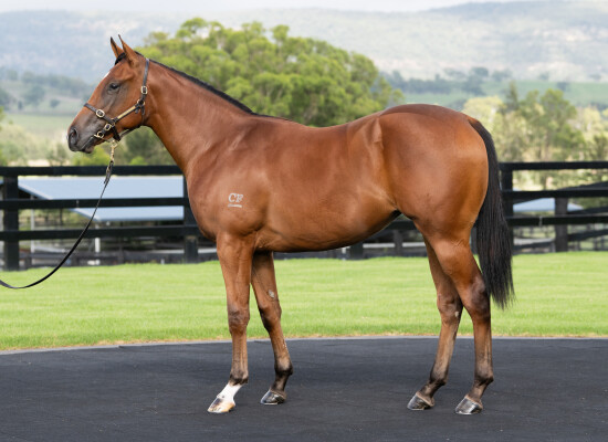 Lot 72: Zoustar / Secret Agenda