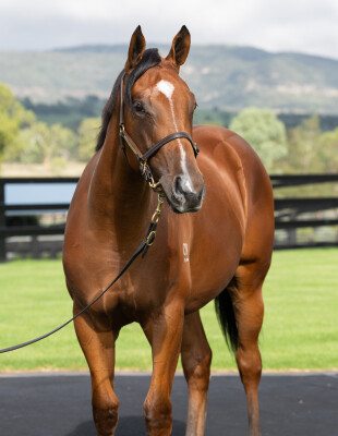 Lot 72: Zoustar / Secret Agenda