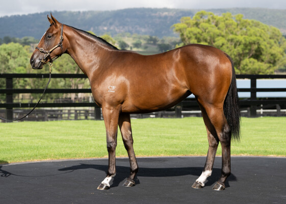 Lot 179: Zousain / Wake Up (GER)