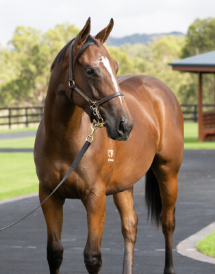 Lot 179: Zousain / Wake Up (GER)