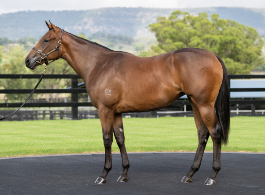 Lot 222: Anamoe / Artistry