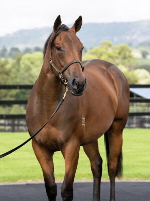 Lot 222: Anamoe / Artistry