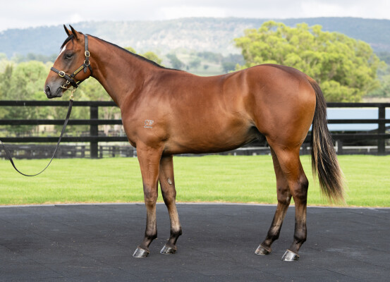 Lot 409: Snitzel / Madam Legend