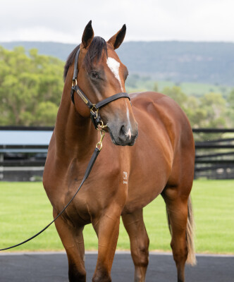 Lot 409: Snitzel / Madam Legend