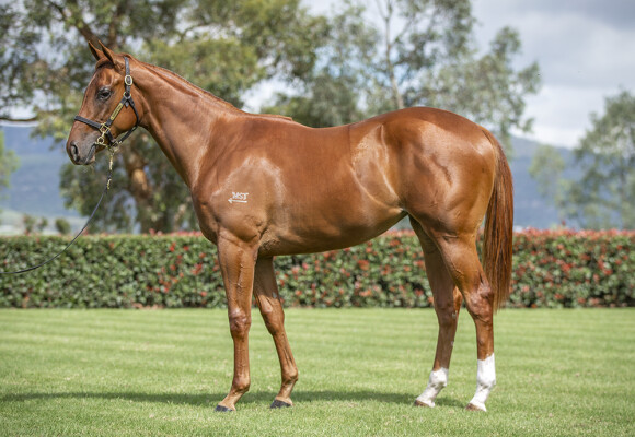 Lot 17: Anamoe / Pin Me Up (NZ)