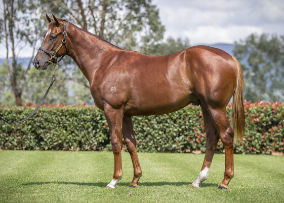 Lot 22: Toronado (IRE) / Polska