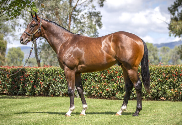 Lot 73: Toronado (IRE) / Secret Success