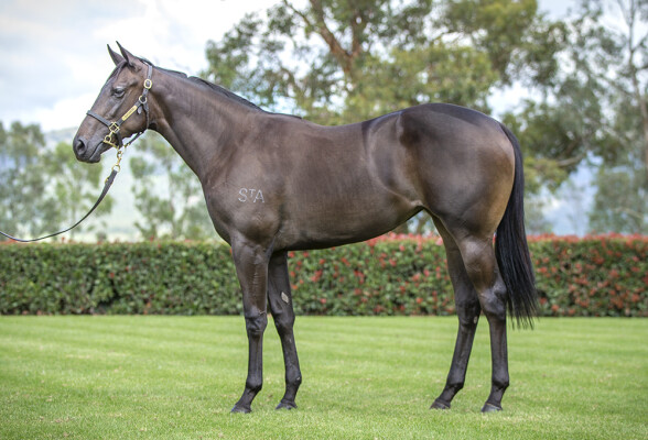Lot 105: Wootton Bassett (GB) / Slave to Love (NZ)