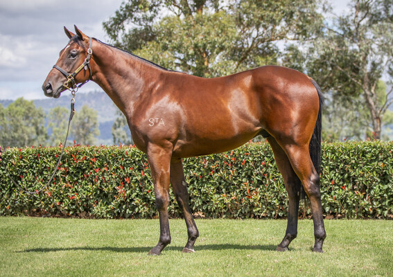 Lot 110: Stay Inside / Soffika (IRE)