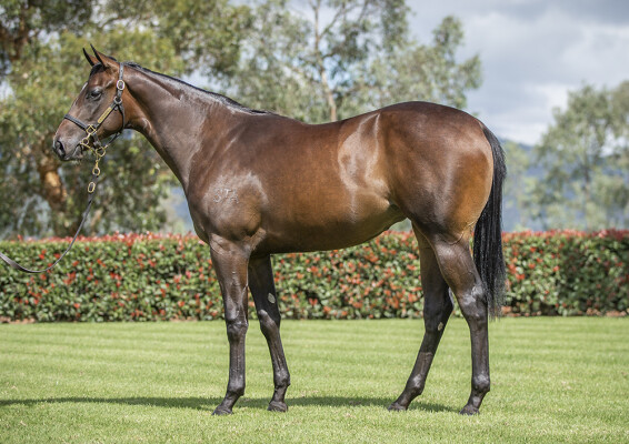 Lot 140: Justify (USA) / Tears for Odessa