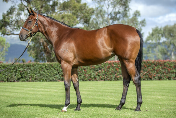 Lot 175: Justify (USA) / Vintage Harvest