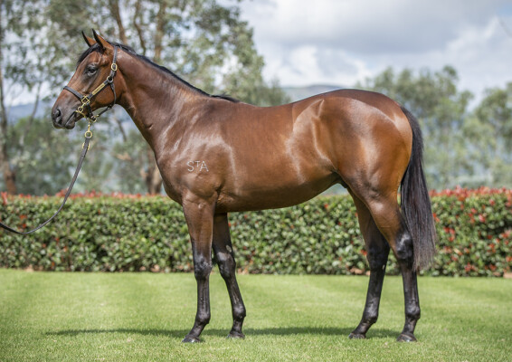 Lot 211: Stay Inside / Alnaseem (GB)