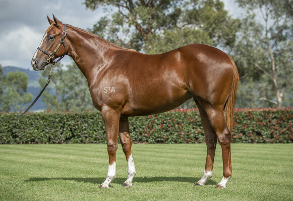 Lot 214: Maurice (JPN) / Ampin (NZ)
