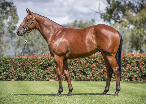 Lot 303: Too Darn Hot (GB) / Fairey Barracuda