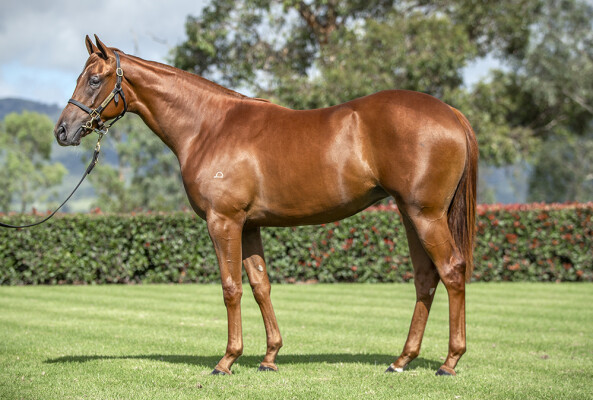 Lot 316: Harry Angel (IRE) / Florabella