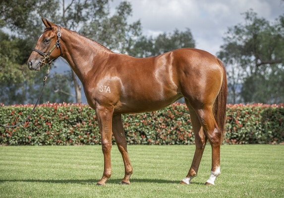 Lot 331: Ole Kirk / Golden Elixr