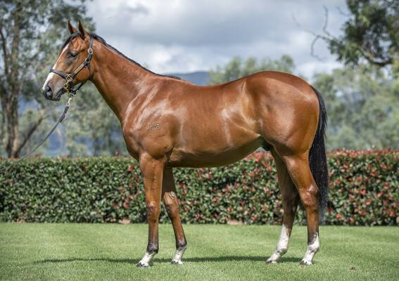 Lot 351: I Am Invincible / Instant Celebrity