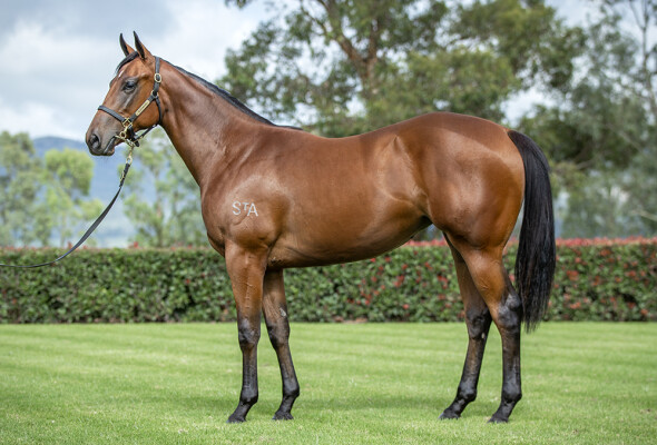 Lot 353: I Am Invincible / Invictus Salute