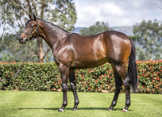 Lot 365: Too Darn Hot (GB) / Jolie's Shinju (JPN)