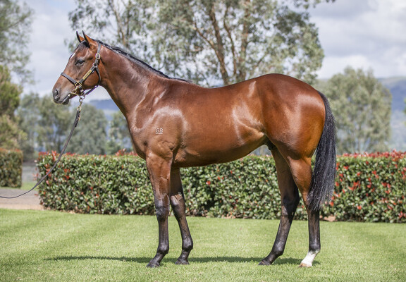 Lot 386: Satono Aladdin (JPN) / Landscaped (NZ)