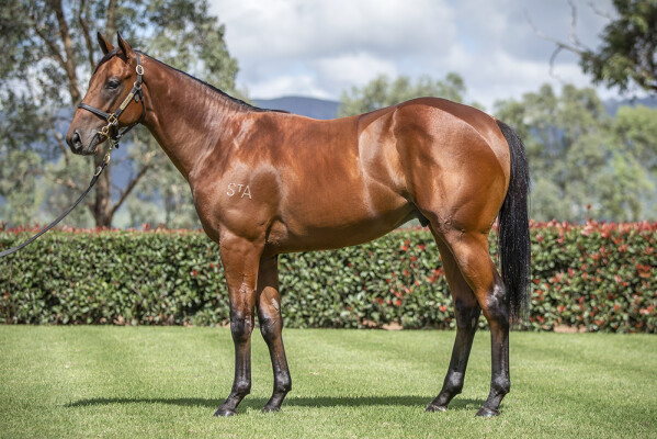 Lot 399: Starspangledbanner / Love Sensation