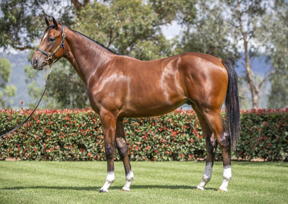 Lot 469: Castelvecchio / No Whining