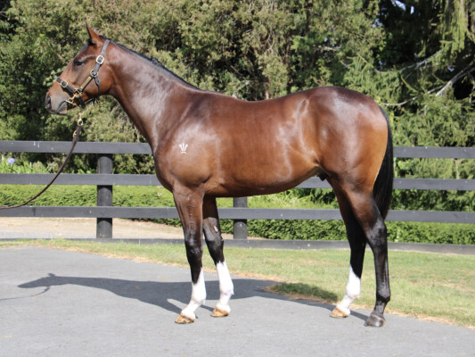 Lot 99: Satono Aladdin (JPN) / Sinaloa