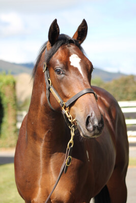 Lot 99: Satono Aladdin (JPN) / Sinaloa