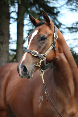 Lot 229: Super Seth / Beela Hudood