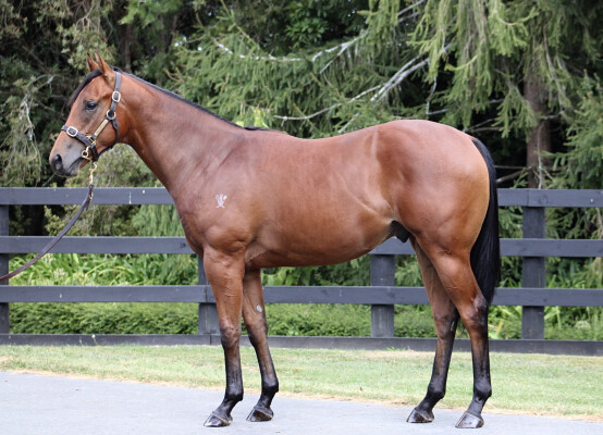 Lot 390: Anamoe / Lickety Split (NZ)