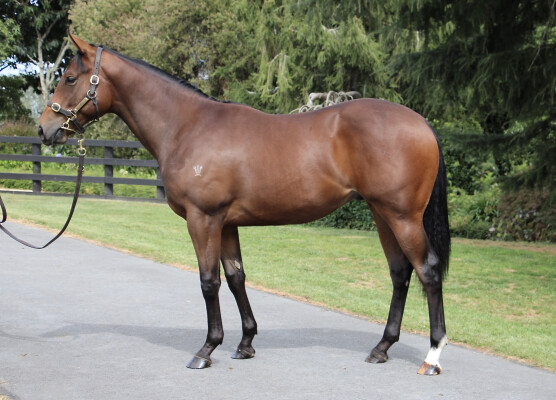 Lot 411: Zousain / Magic Amelia