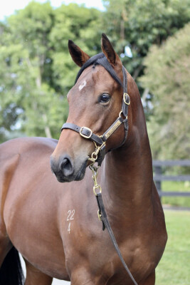 Lot 411: Zousain / Magic Amelia