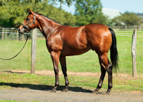 Lot 103: Street Boss (USA) / Siwa Lady