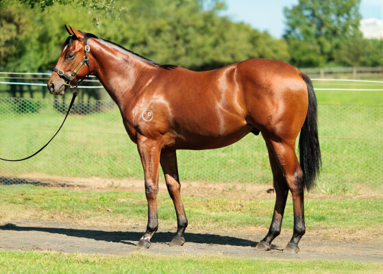 Lot 267: Home Affairs / Deepstar