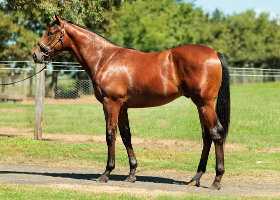 Lot 388: Anamoe / Lasqueti Spirit