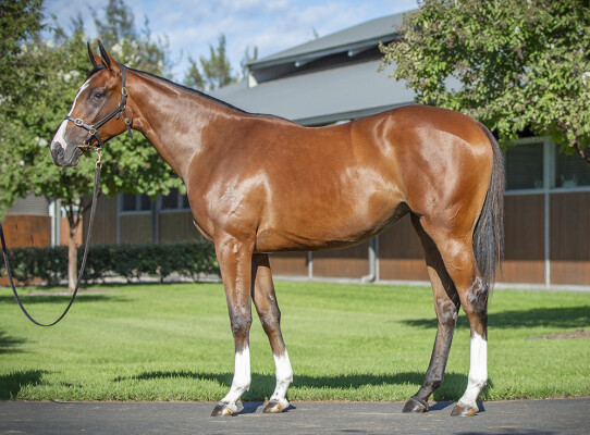 Lot 41: Maurice (JPN) / Re Edit