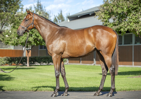 Lot 43: Snitzel / Response