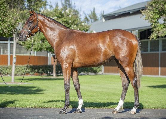 Lot 44: Maurice (JPN) / Rhaenys