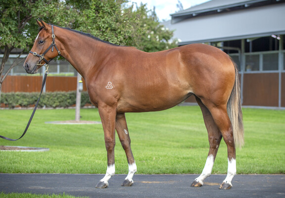 Lot 46: Dundeel (NZ) / Romantic Affair