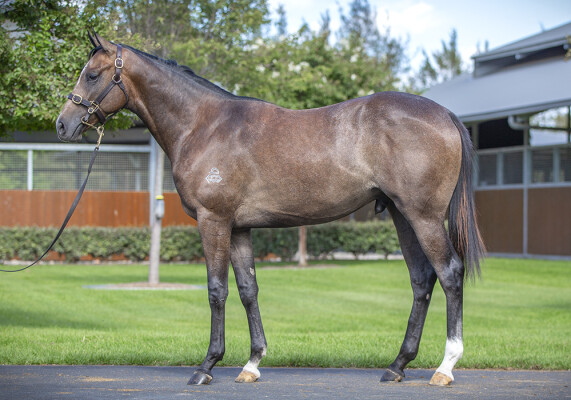 Lot 63: Dundeel (NZ) / Sarraqa