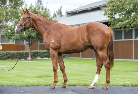 Lot 69: The Autumn Sun / Scarlet Dream