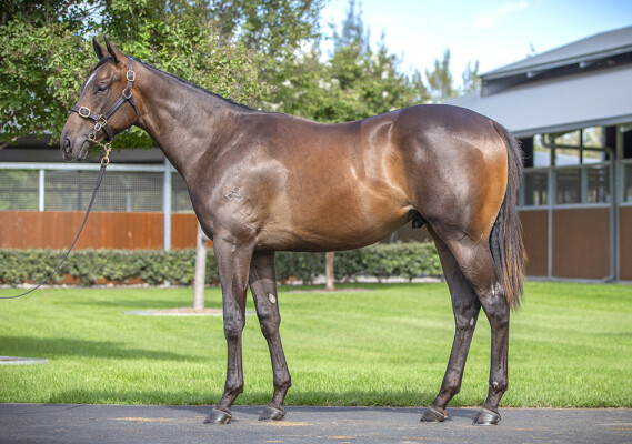 Lot 77: Snitzel / Sekiyama