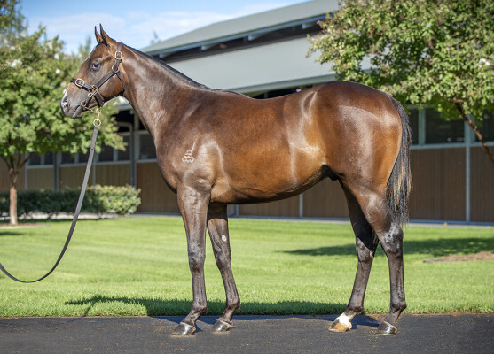 Lot 79: Zoustar / September Run