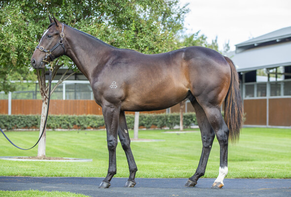 Lot 85: Snitzel / Shades of Rose