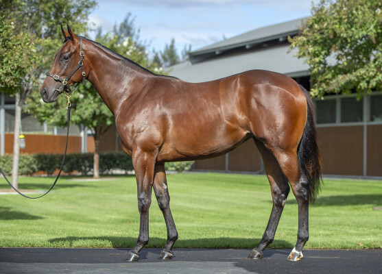 Lot 89: I Am Invincible / Shoals