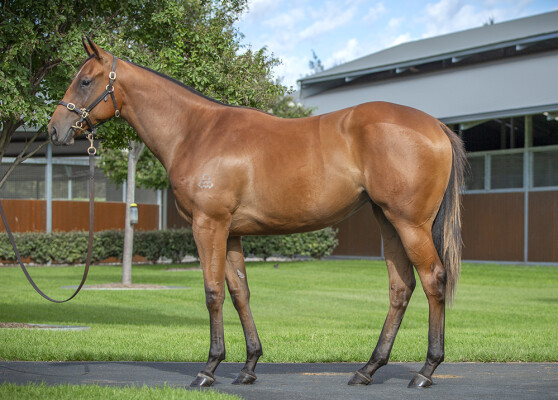 Lot 90: Snitzel / Showbeel (NZ)