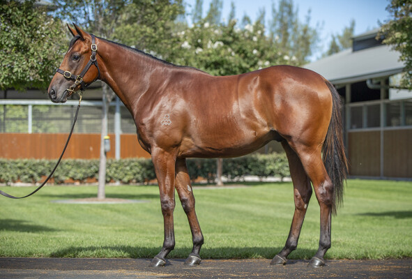 Lot 102: Dundeel (NZ) / Single Soul (GB)