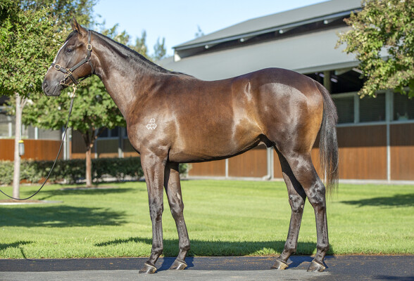 Lot 106: Maurice (JPN) / Sleek Lynx (GB)