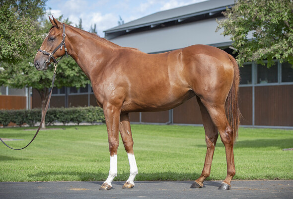 Lot 108: Maurice (JPN) / Smirnova