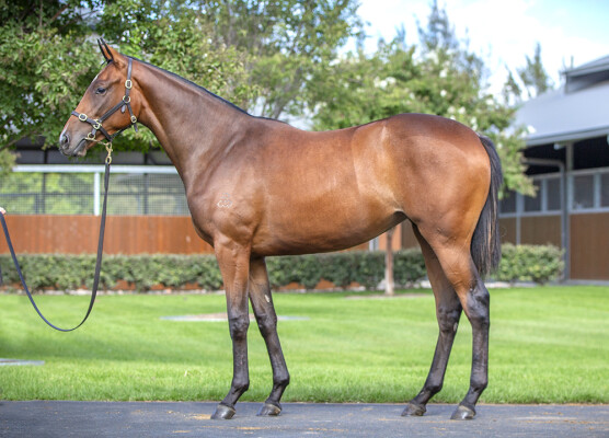 Lot 123: Dundeel (NZ) / Stay With Me